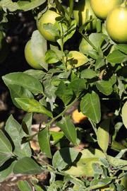              Sun leaves (Riverside, CA)       