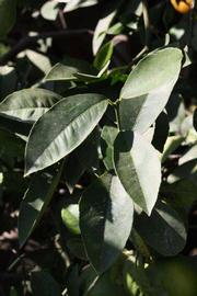              Sun leaves (Riverside, CA)       