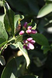              Flower (Riverside, CA)       