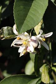              Flower (Riverside, CA)       