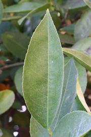              Unifoliolate leaf (Riverside, CA)       