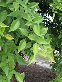              Sun leaves (Winter Haven, FL)       
