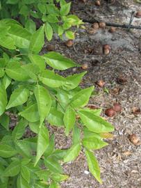              Sun leaves (Winter Haven, FL)       