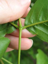              Petiole (Winter Haven, FL)       