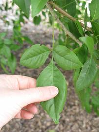              Trifoliolate leaf (Winter Haven, FL)       