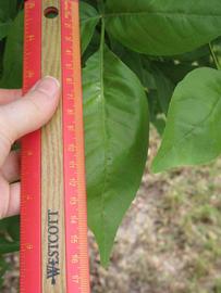              Leaflet (Winter Haven, FL)       