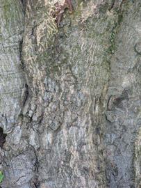              Bark (Winter Haven, FL)       