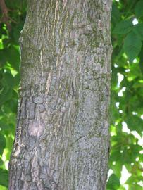              Bark (Winter Haven, FL)       