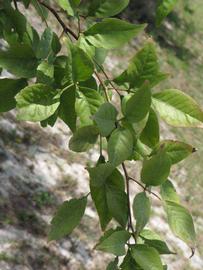              Shade leaves (Winter Haven, FL)       