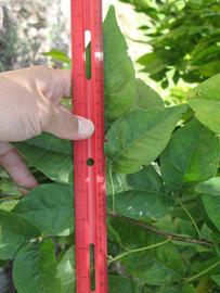              Trifoliolate leaf (Winter Haven, FL)       