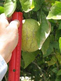            Fruit (Winter Haven, FL)   