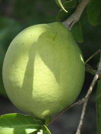            Fruit (Winter Haven, FL)   