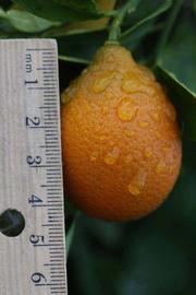              Fruit (Riverside, CA)       