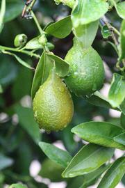              Immature fruit (Riverside, CA)       