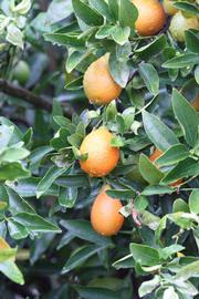              Fruit (Riverside, CA)       