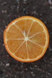              Fruit cross-section (Riverside, CA)       