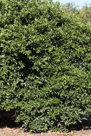            Habit (Riverside, CA)   