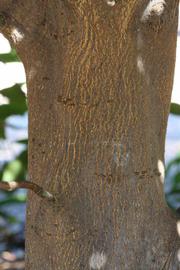            Bark (Riverside, CA)   