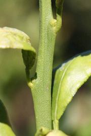            First year twig (Riverside, CA)   