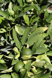              Sun leaves (Riverside, CA)       