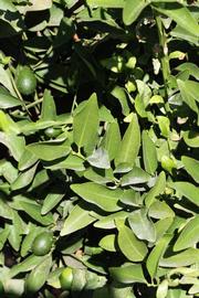              Sun leaves (Riverside, CA)       