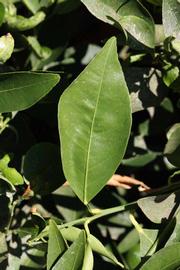              Unifoliolate leaf (Riverside, CA)       