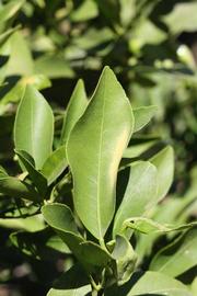              Unifoliolate leaf (Riverside, CA)       