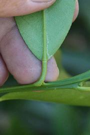              Petiole (Riverside, CA)       