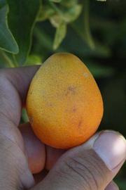            Fruit (Riverside, CA)   