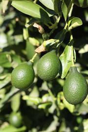            Immature fruit (Riverside, CA)   