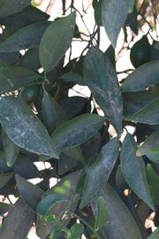              Shade leaves (Riverside, CA)       