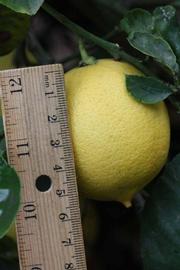              Fruit (Riverside, CA)       