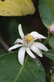              Flower (Riverside, CA)       