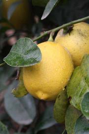              Fruit (Riverside, CA)       