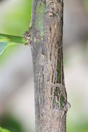              Second - third year twig (Riverside,   CA)       