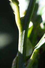              First year twig (Riverside, CA)       