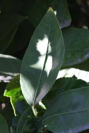              Unifoliolate leaf (Riverside, CA)       