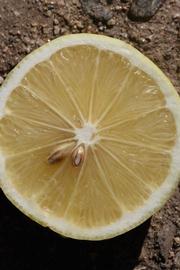              Fruit cross-section (Riverside, CA)       