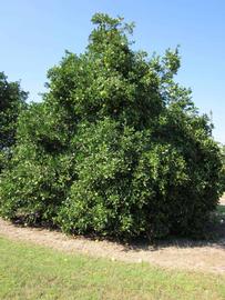            Habit (Winter Haven, FL)   