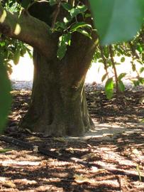              Bark (Winter Haven, FL)       