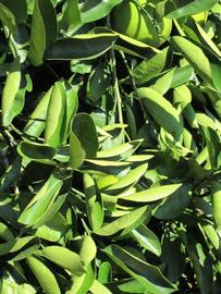              Sun leaves (Winter Haven, FL)       