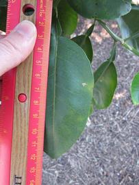              Unifoliolate leaf (Winter Haven, FL)       