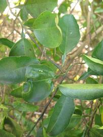              Shade leaves (Winter Haven, FL)       