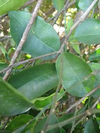              Shade leaves (Winter Haven, FL)       