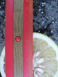              Fruit cross-section (Winter Haven, FL)       