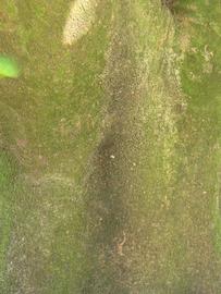              Bark (Winter Haven, FL)       