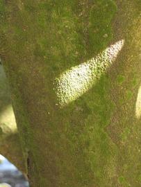              Bark (Winter Haven, FL)       