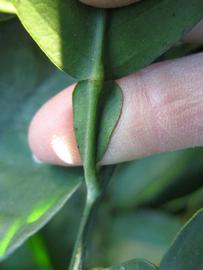              Petiole (Winter Haven, FL)       