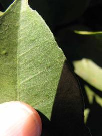              Margin (Winter Haven, FL)       