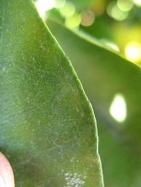              Margin (Winter Haven, FL)       